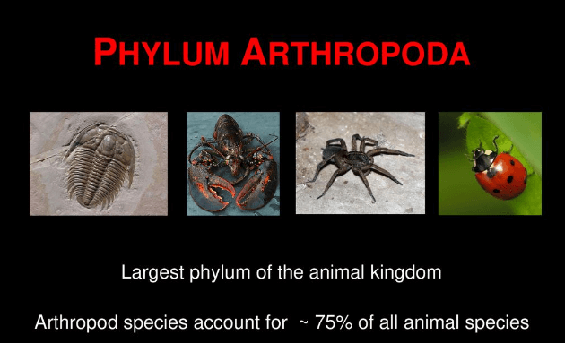 Animal Kingdom: Classifications, Examples, and Characteristics_5.1