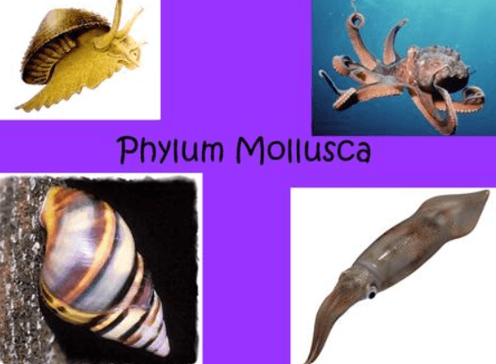 Animal Kingdom: Classifications, Examples, and Characteristics_6.1