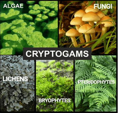 Plant Kingdom: Classification, Examples, and Characteristics_5.1