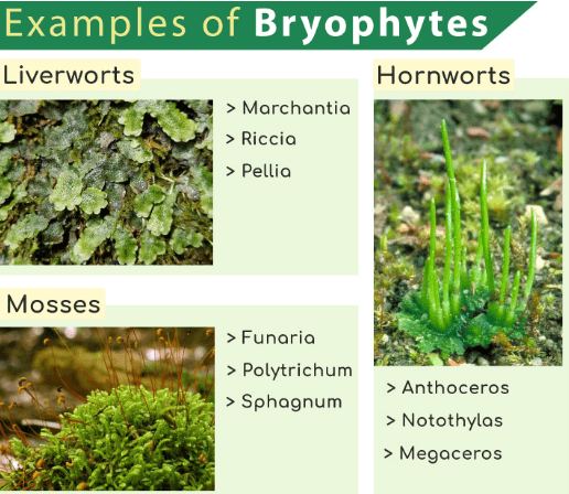 Plant Kingdom: Classification, Examples, and Characteristics_6.1