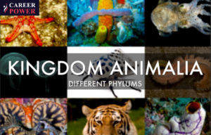 Kingdom Animalia