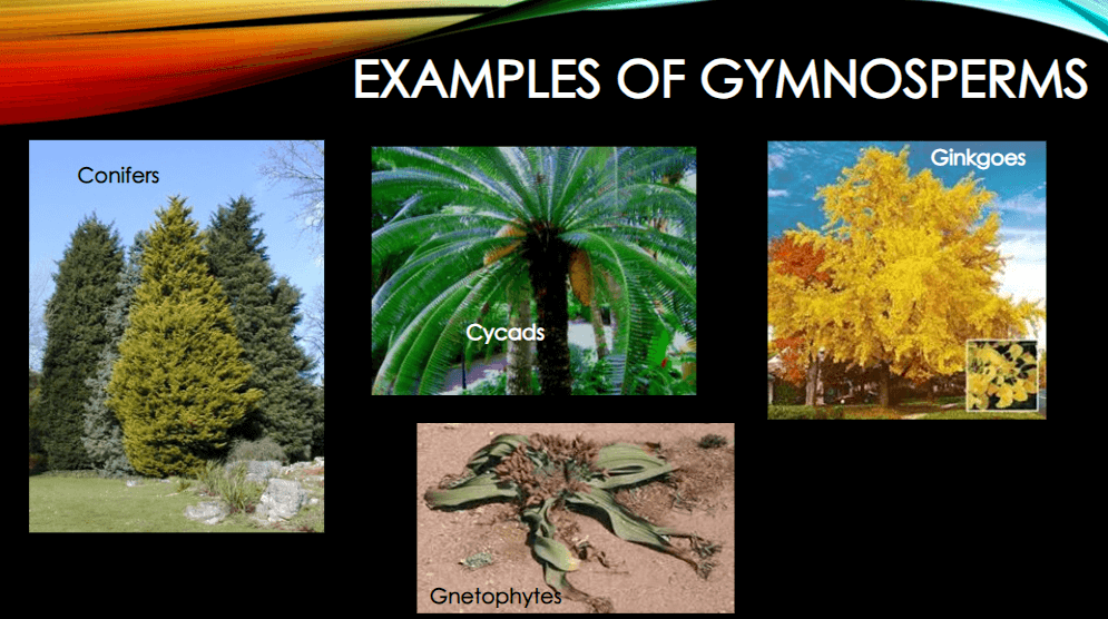Plant Kingdom: Classification, Examples, and Characteristics_9.1