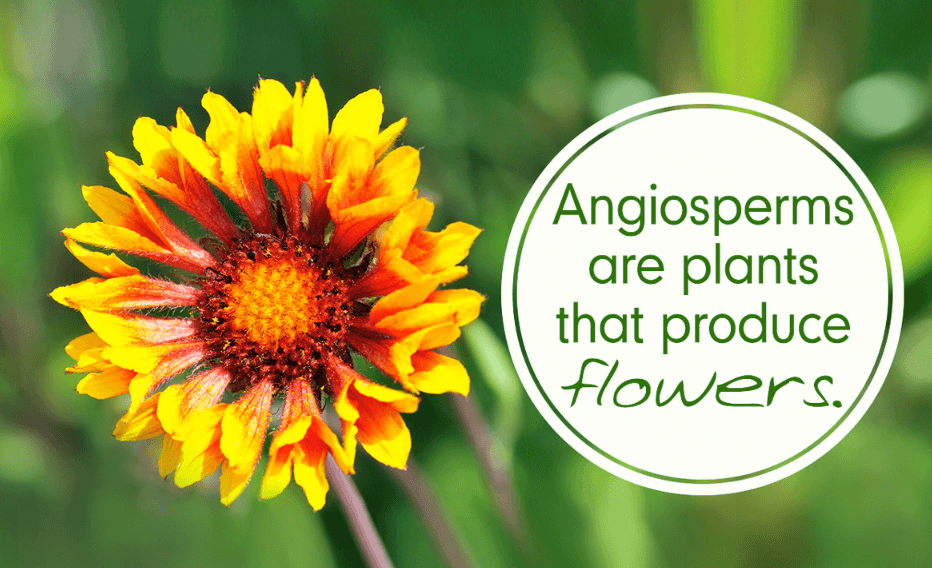 Plant Kingdom: Classification, Examples, and Characteristics_10.1