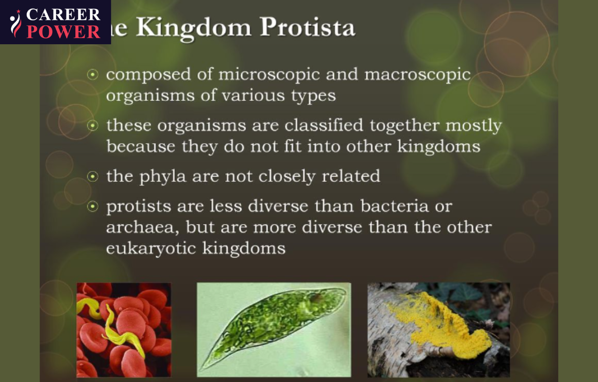 Protista Kingdom Characteristics Protista Examples Protist An Protista Kingdom Characteristics Protista Examples Protist An