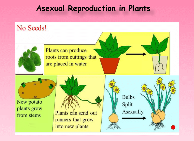 Types Of Plants Reproduction