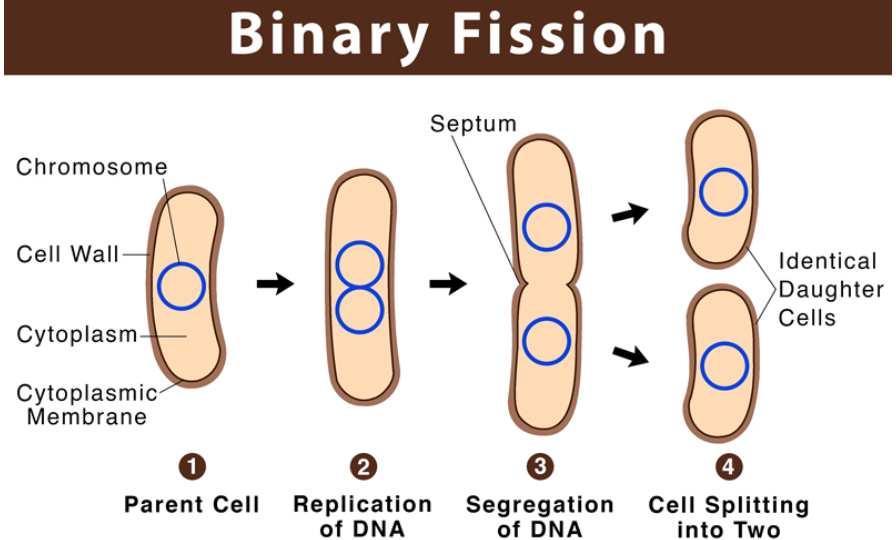 Binary Fission, Step by Step Process in Bacteria and Amoeba_3.1