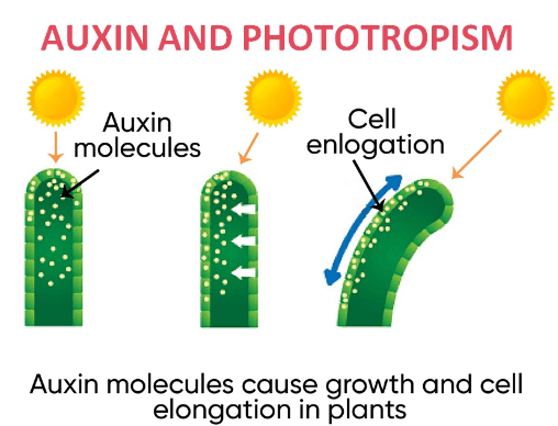 Plant Hormones: Functions, Types, and Diagram_5.1