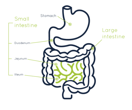 Small Intestine: Parts, Functions, and Diagram_3.1