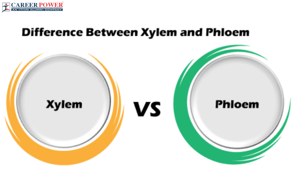 Difference between xylem and phloem