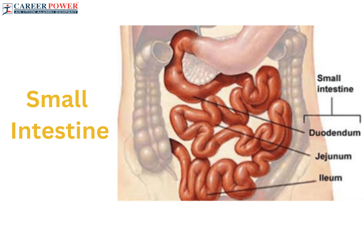 Small Intestine