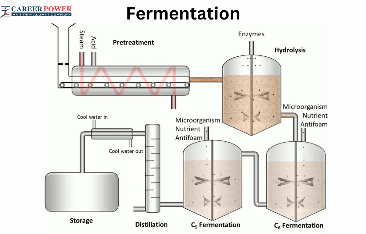 Fermentation: Definition, Process and types of Fermentation