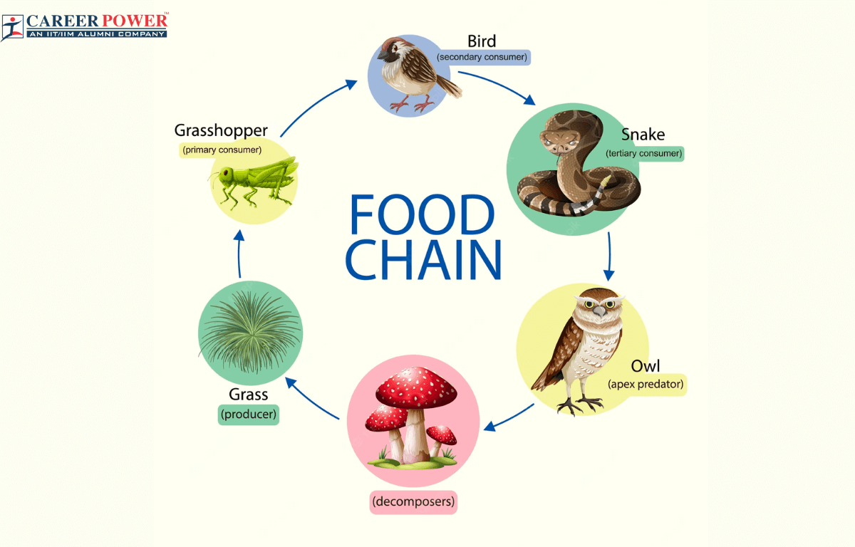 Forest Food Chains: Exploring the Intricacies of Ecosystem