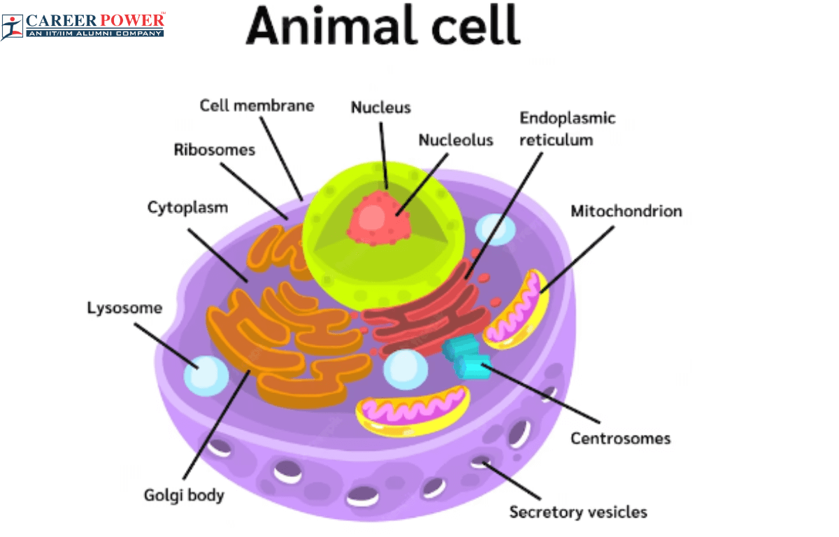How To Draw An Animal Cell Step by Step-saigonsouth.com.vn
