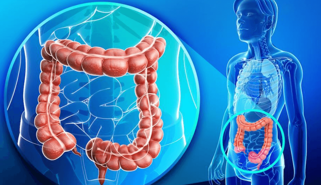 Human Digestive System and it's Functions_10.1