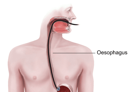 Human Digestive System and it's Functions_7.1