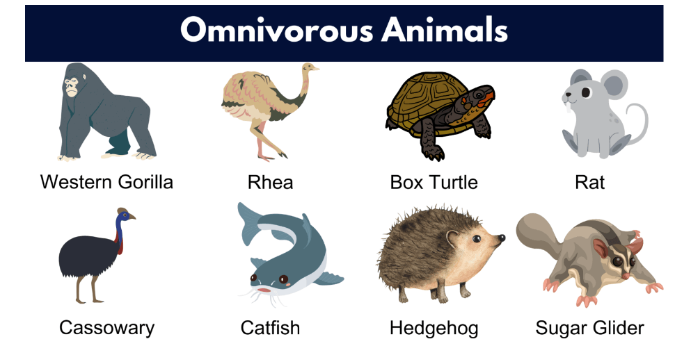 Omnivore Animals List