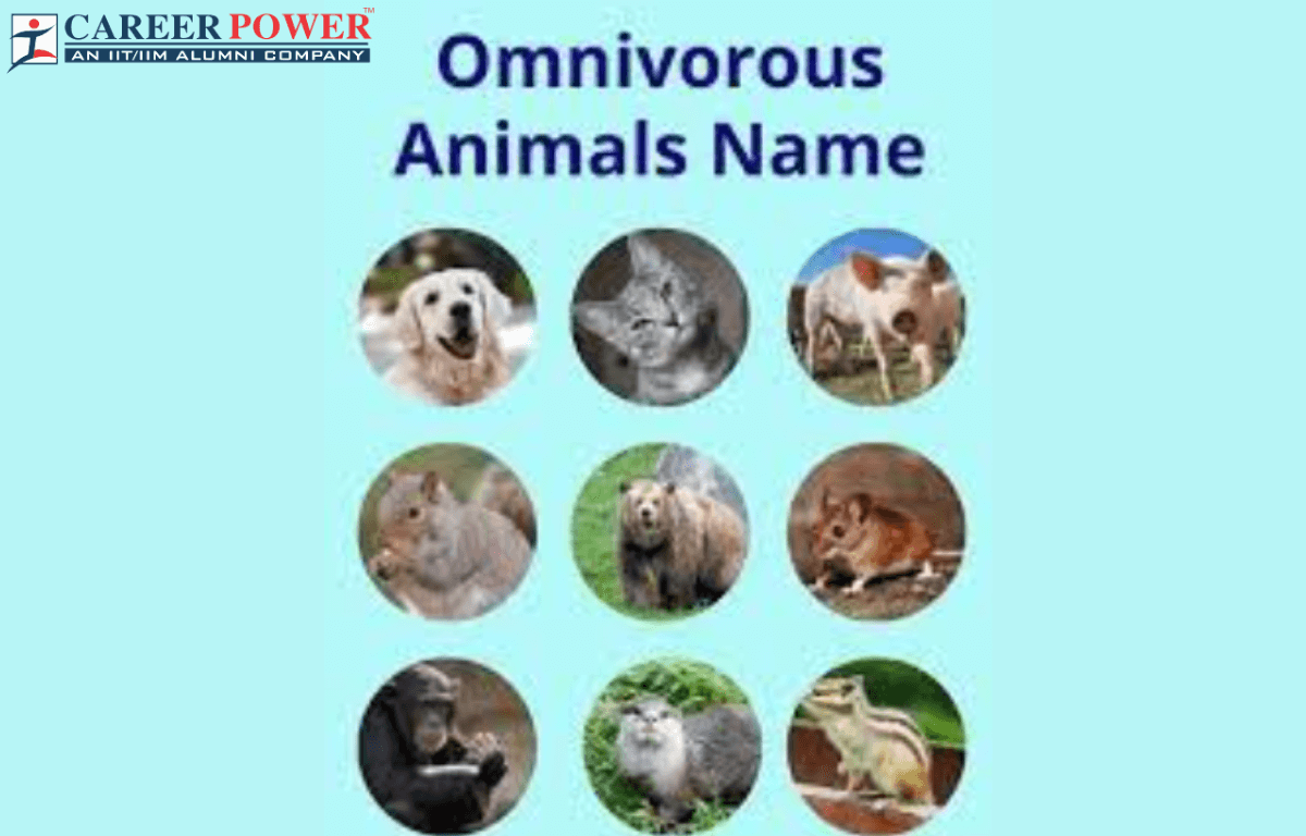 Animales omnivoros que son ejemplos y caracteristicas