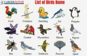 birds names