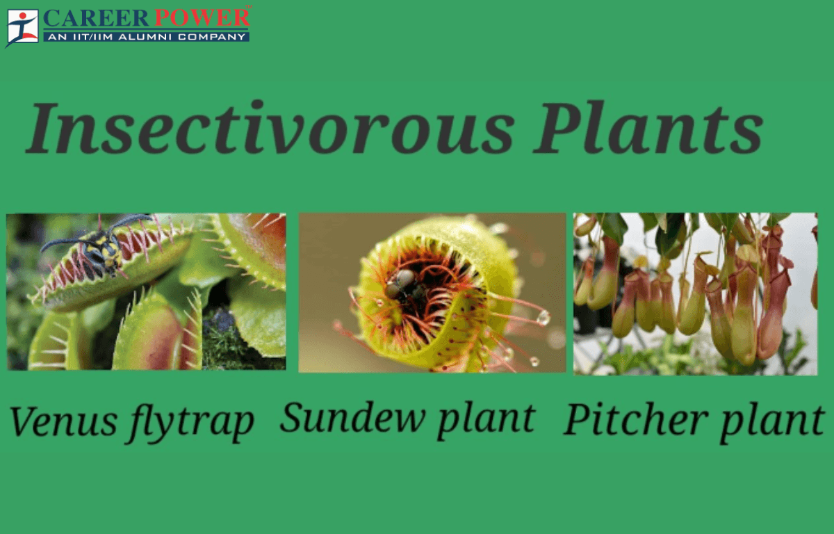 Insectivorous Plants Name Definition And Examples insectivorous-plants-name-definition-and-examples