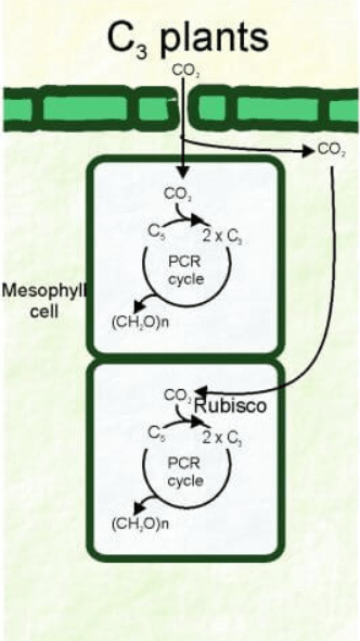 Difference Between C3 and C4 Plants_3.1