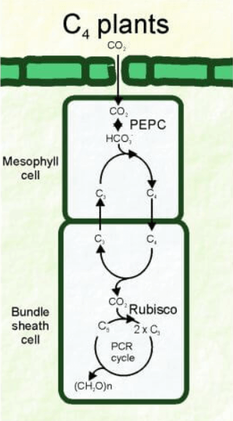 Difference Between C3 and C4 Plants_4.1