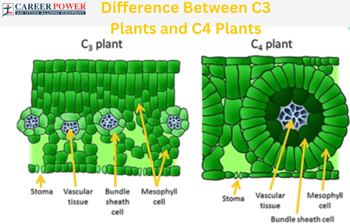 Difference between C3 plants and C4 plants