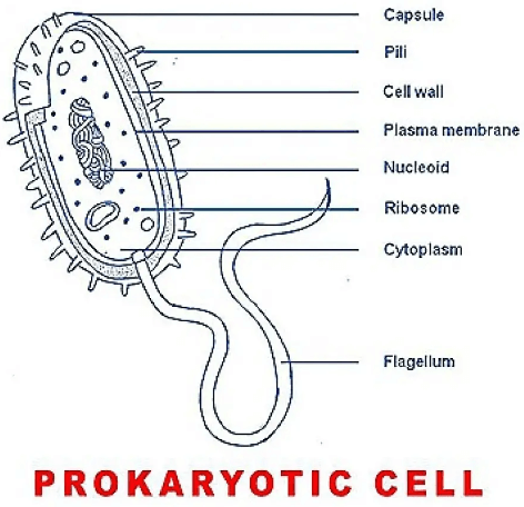 Prokaryotic Cell: Diagram, Definition and Examples_5.1
