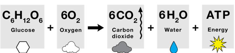 Aerobic Respiration: Definition, Equation and Examples_4.1
