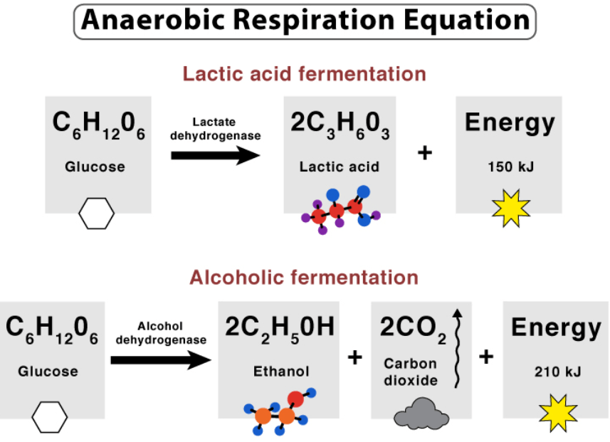 Anaerobic Respiration: Definition, Equation and Examples_5.1