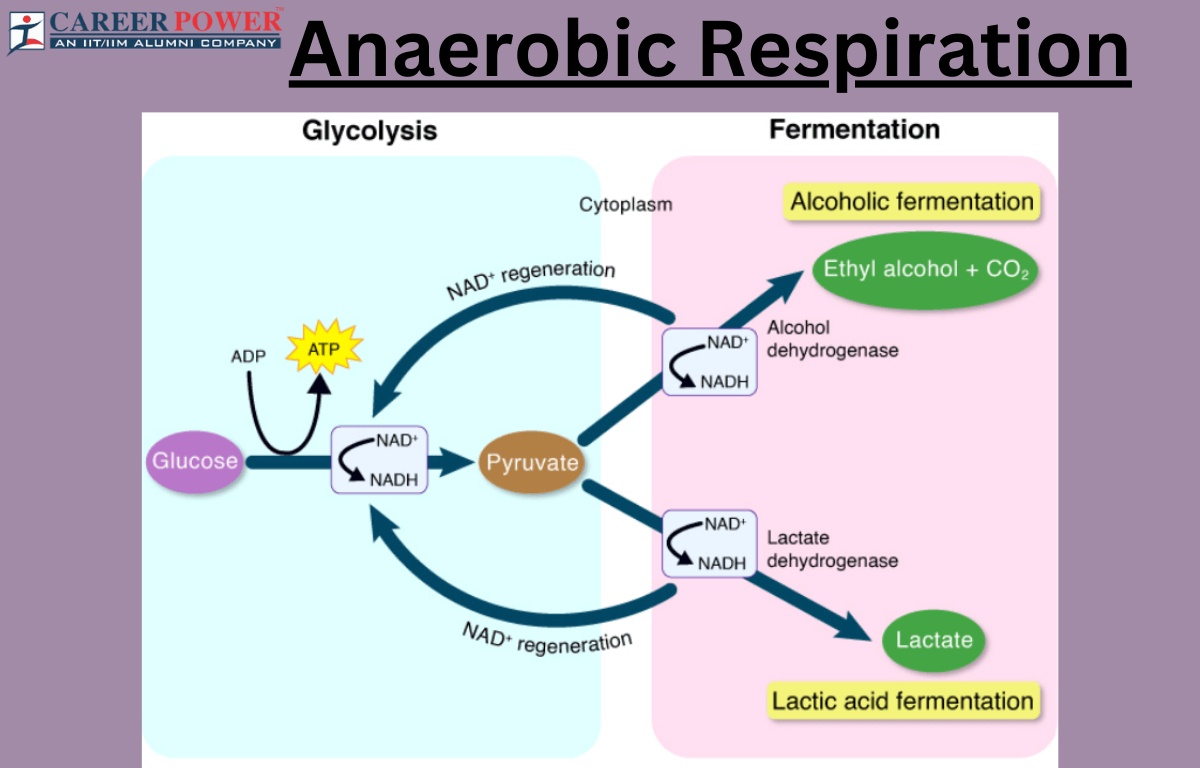 Anaerobic Respiration and Fermentation 
