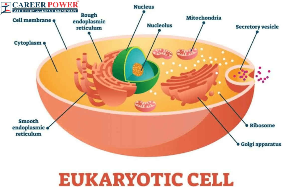eukaryotic cells