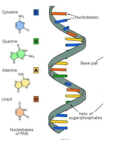 RNA Structure, Functions and Types_3.1