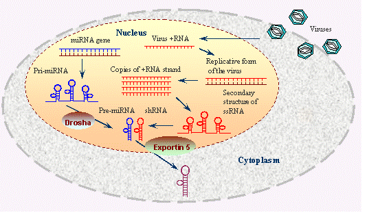 RNA Interference-Definition, Mechanism & Applications_4.1