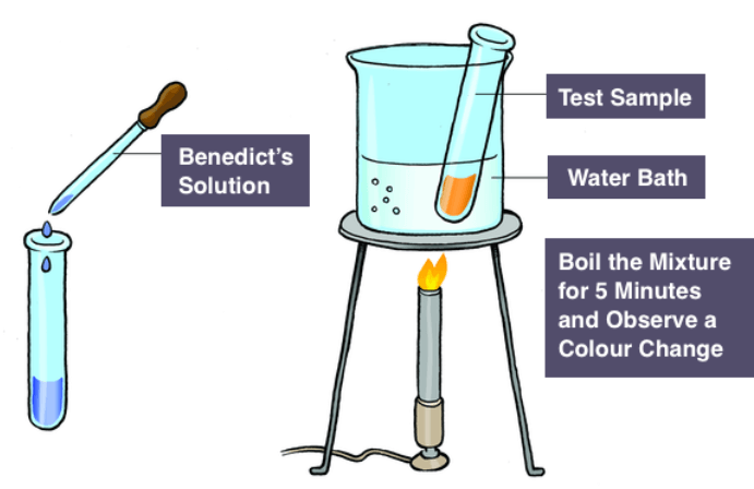 Benedict's Test - Reagent, Composition, Principal and Uses_3.1