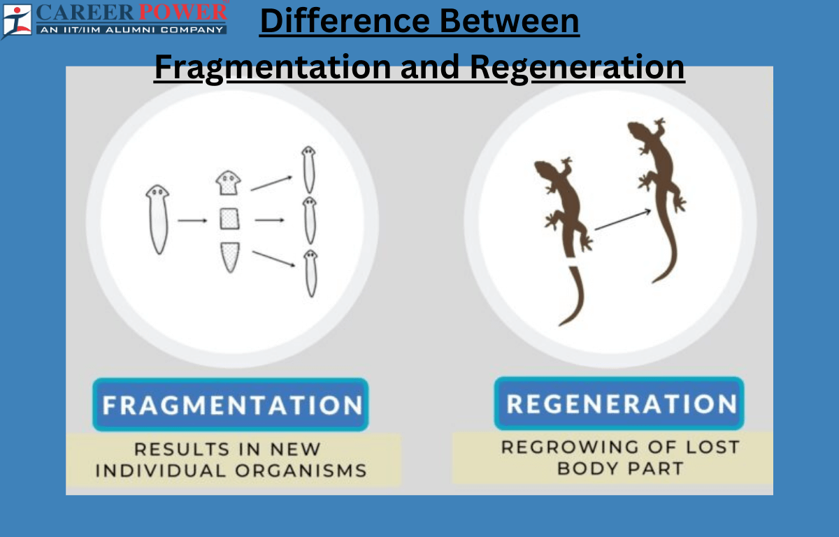 difference between fragmentation and regeneration