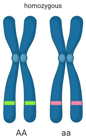 Difference Between Homozygous and Heterozygous_3.1