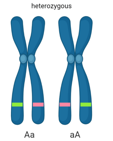 Difference Between Homozygous and Heterozygous_4.1