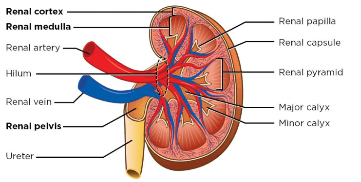 Structure of Kidney_5.1
