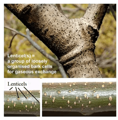 Respiration in Plants_5.1