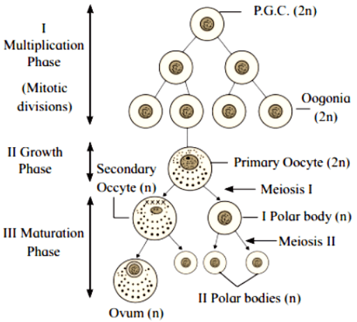 Oogenesis: Definition, Egg Development, Stages and Process_3.1