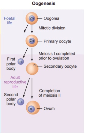 What is Oogenesis?