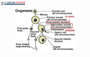 Oogenesis