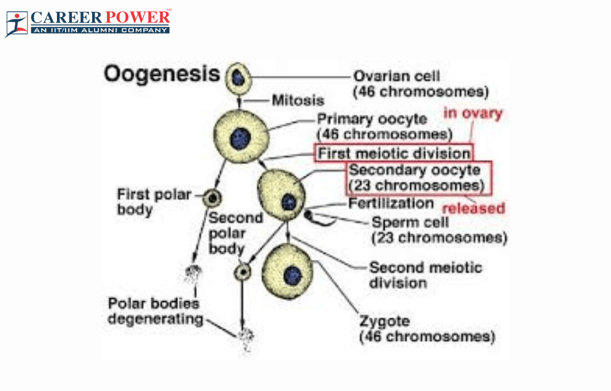 Oogenesis