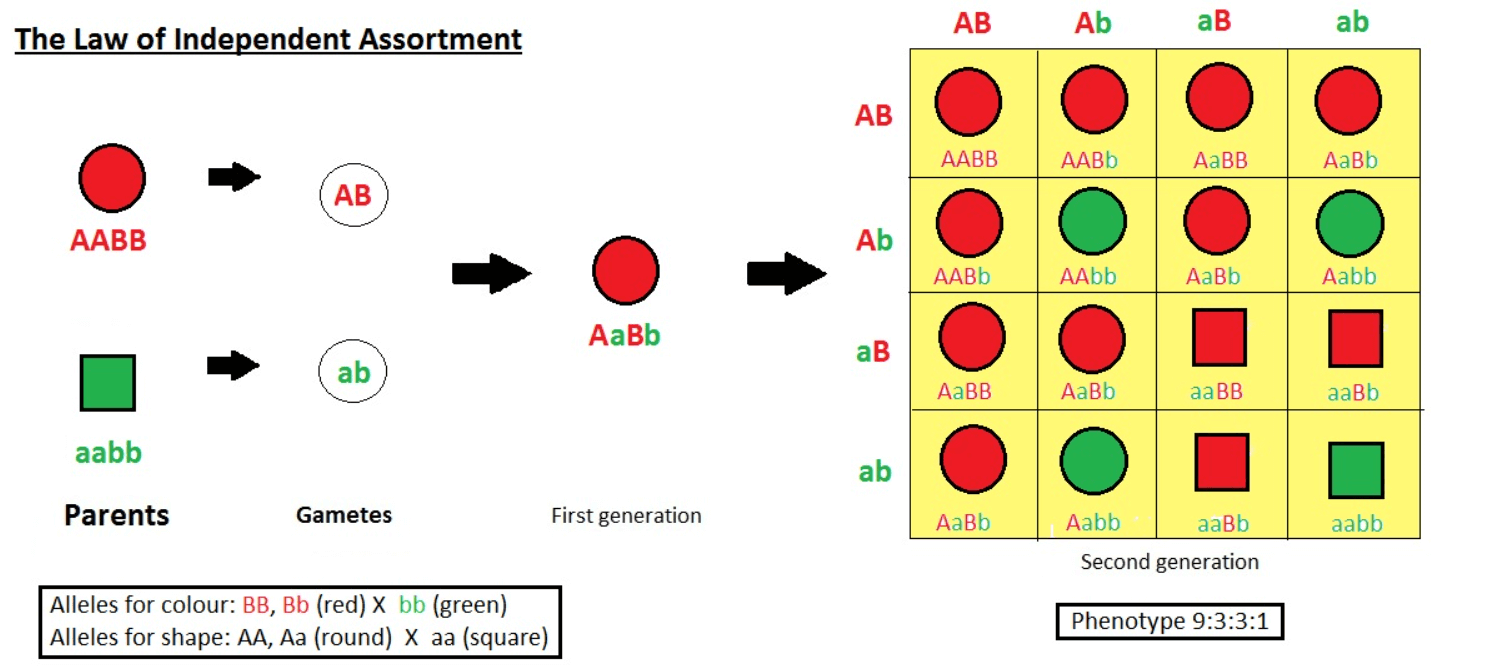 Law of Independent Assortment- Definition and Examples_3.1