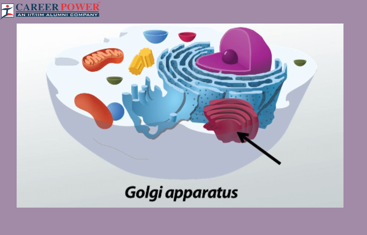 Golgi apparatus