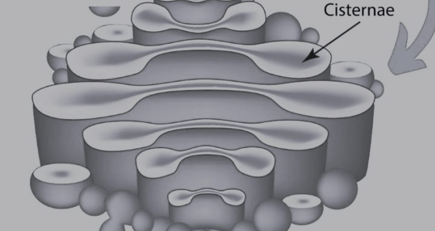 Golgi Apparatus- Definition, Functions, Diagram, and Structure_4.1