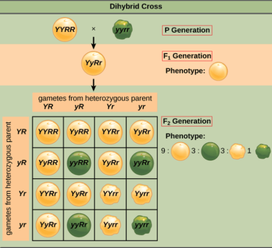 Difference Between Dihybrid Cross and Monohybrid Cross_3.1