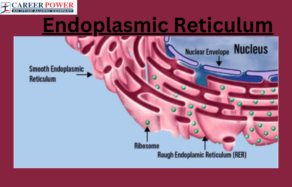 Endoplasmic Reticulum