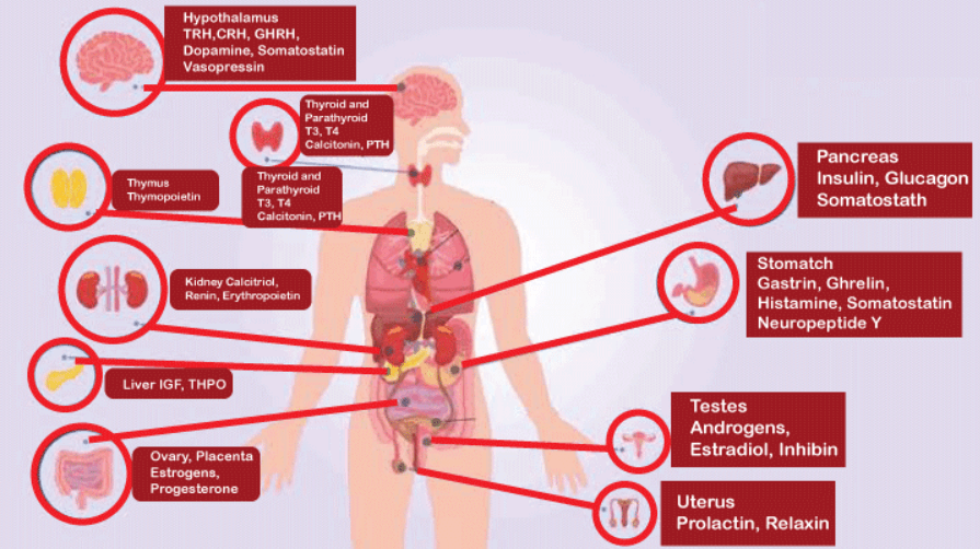 What are the differences between Enzymes and Hormones_4.1
