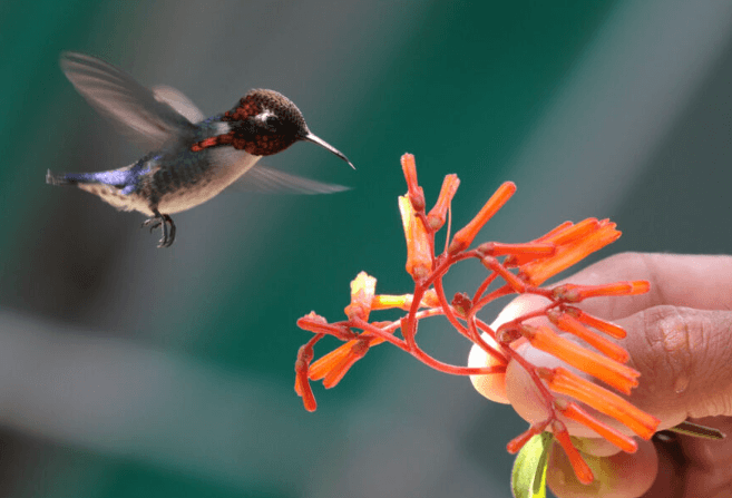 Birds Names in English, List of 50 Birds Name_5.1